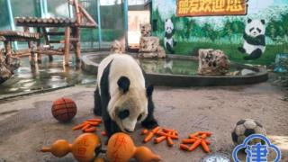 国宝熊猫贺新春 天津动物园热闹起来了！