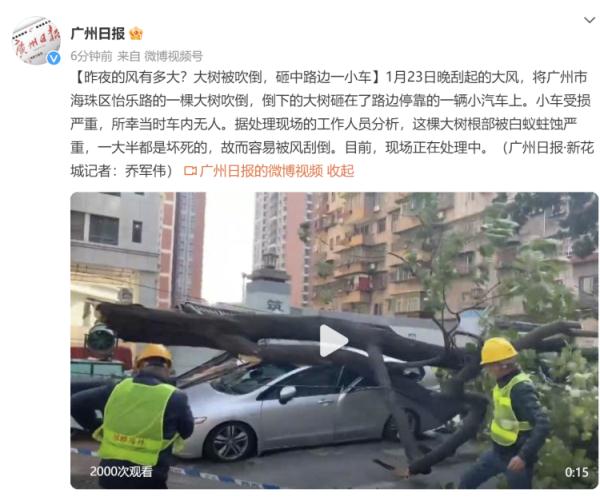 广州海珠区怡乐路一棵大树砸在路边停靠的小汽车上