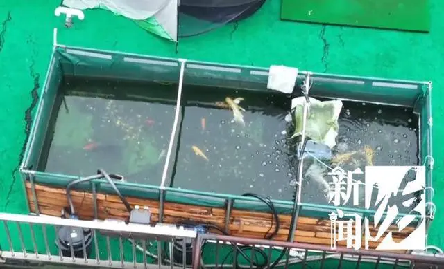 上海楼顶惊现2.5吨巨型鱼缸！已连夜拆除，投诉人却被打骨折？上海虹口通报