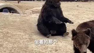 棕熊听懂游客指令，冲着游客挥舞熊掌，引发围观