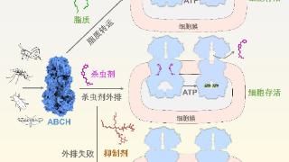 我科学家破解害虫防御和解毒机制