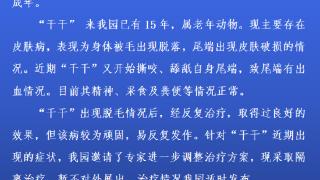 重庆动物园通报云豹“干干”情况：隔离治疗，暂不展出