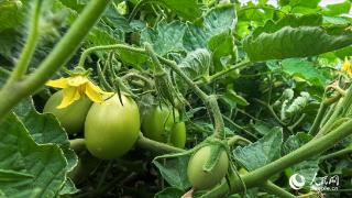 投资新疆丨番茄，新疆一张亮丽的“红色名片”
