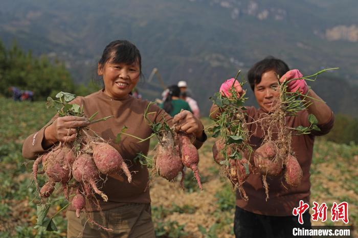 重庆彭水：小红薯“长”成了致富大产业