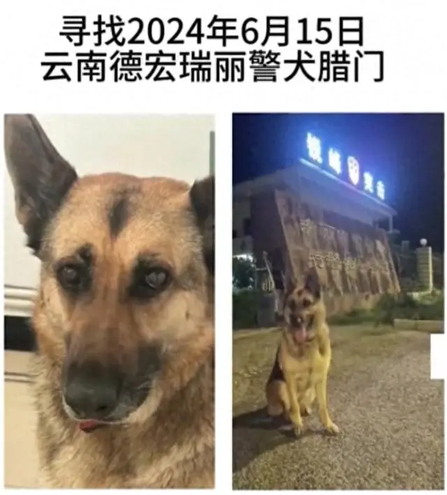 云南瑞丽一则寻狗启事称“警犬被偷”，当事人回应：已找到