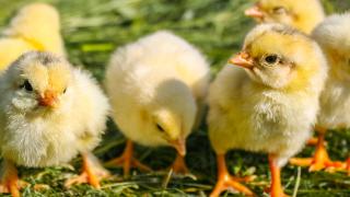 仙坛股份(002746.SZ)9月鸡肉销售收入同比增长4%