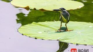 南京玄武湖夏日网红鸟绿鹭“组团”飞行实属罕见