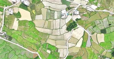千亩水稻机插忙  粮食生产有保障