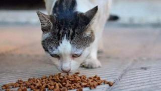 猫咪为什么不能只吃干猫粮？长期吃干猫粮有什么害处吗？