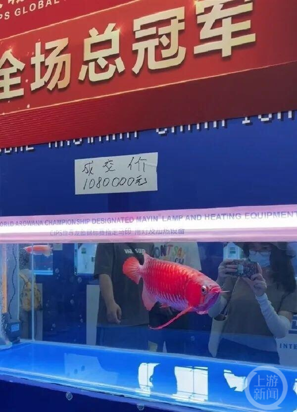 广州龙鱼锦标赛冠军卖价108万？鱼主：没卖，有其他鱼卖出88万