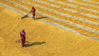 印度削减大米出口造成恐慌，海外印度侨民在超市抢购大米