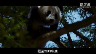 探秘国家公园丨大熊猫国家公园：野生大熊猫种群不断壮大背后的生态故事