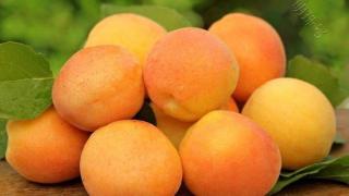 夏季吃杏，对身体有哪些好处？了解下涨知识
