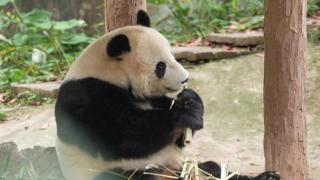 大熊猫吃剩下的竹子，变废为宝