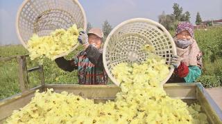 兴胜村用边角地栽出“致富花”