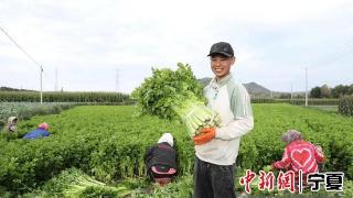 宁夏隆德：冷凉蔬菜长势喜人 富民产业蓬勃发展