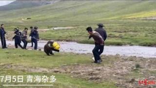 300斤棕熊偷吃粮食头被卡塑料桶，警民联手营救，当时“人和熊都很紧张”