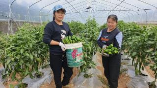 广西金秀：蔬菜种植大棚基地迎来大丰收