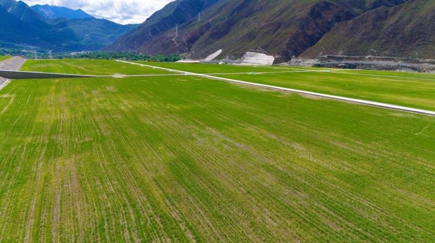西藏在建最大集中连片式复垦工程提前出苗