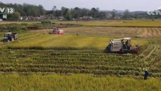 湖北宜城运用绿色高质高效技术 提升水稻产量、品质