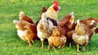预防土鸡瘸腿可以从哪些方面入手 鸡群瘫痪的因素有哪些