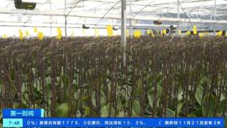 30万株蝴蝶兰进入年宵花备货阶段