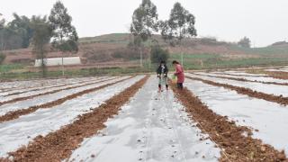自贡荣县首次示范播种“豆玉豆”粮经作物2万亩