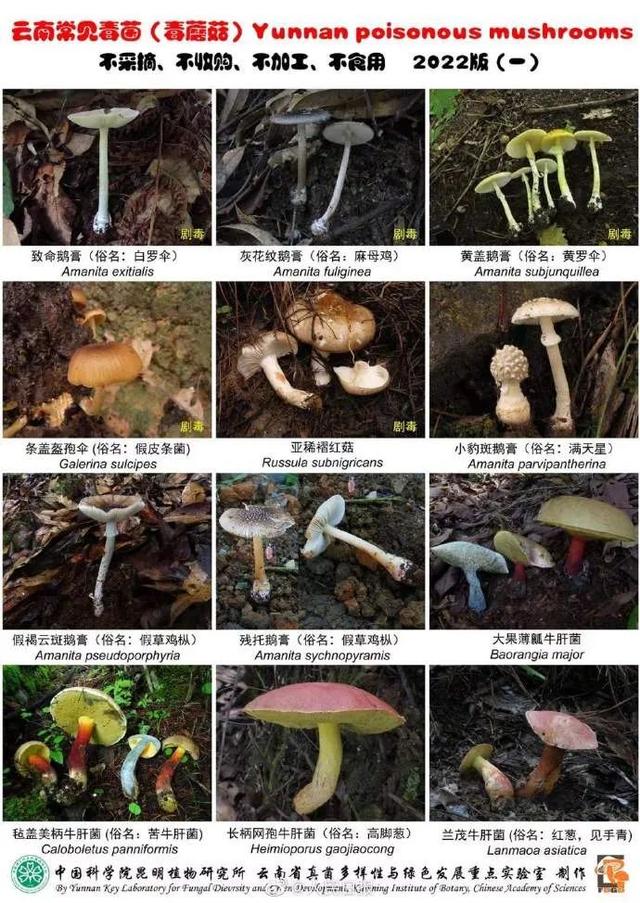 武汉疾控提醒：路边的蘑菇别采，别吃