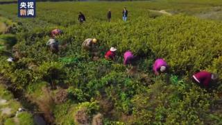 今年全国已完成油茶林新增种植面积350.82万亩