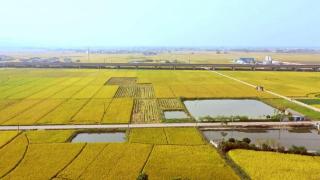 广西宾阳：粉垄技术筑牢粮食安全屏障