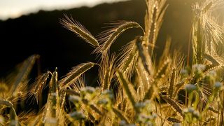 三亚百亩再生稻迎来测产 平均亩产量644.6公斤