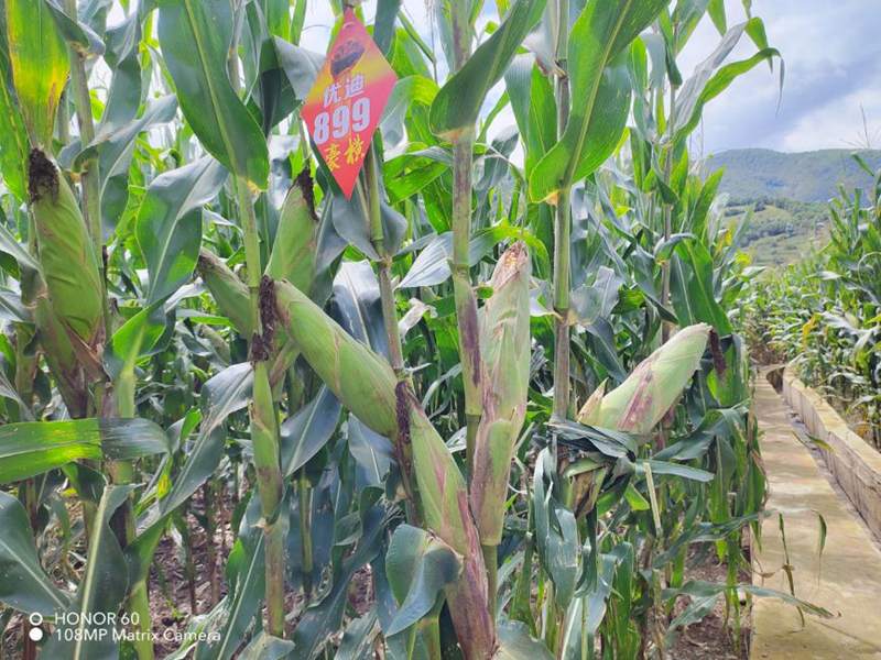 川农大玉米新品种“优迪899”刷新西南地区转让纪录
