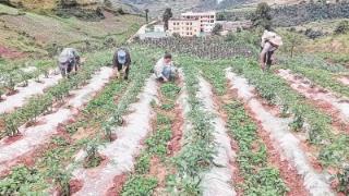 生态种植技术助力村民增收