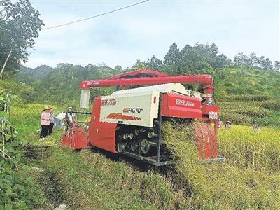 平塘 ：每亩挽回水稻135公斤 绿色防控种出丰收稻
