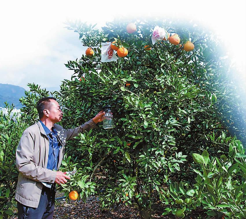 华宁县利用示范园推广柑橘种植新技术