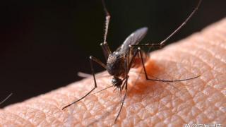 夏季满天飞的蚊虫对我们有什么危害？