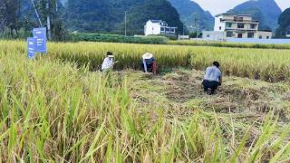 贵州：科技进田间 助农“结硕果”