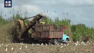 美国封锁古巴60年丨制糖业遭制裁打击 特殊教育处境艰难