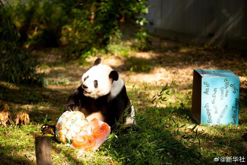 大熊猫“添添”在美国迎来26岁生日，将于今年年底按期回国