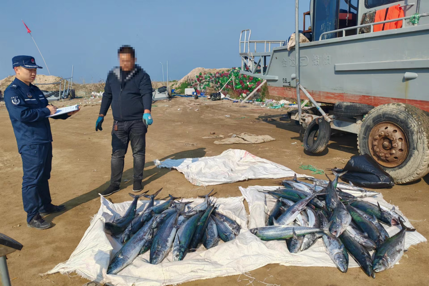 查扣鲅鱼650余斤！烟台海警局查处一起伏季休渔期违法捕捞案件