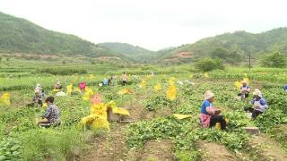 云南广南：“小毛豆”变成农民增收致富“小金豆”