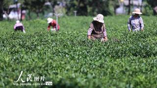 江苏连云港：采摘秋茶