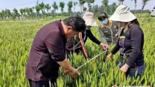 新疆若羌：科学管理助力小麦丰收丰产