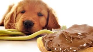 狗狗误食巧克力该怎么办？这三个方法或许可以保住它的命