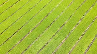 港北区：工厂化育秧助力水稻生产跑出“加速度”