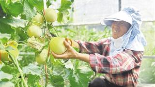 乡村纪行 | 甜瓜飘香