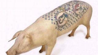 比利时男子给活猪纹身，猪皮卖给香奈儿，一张猪皮赚51万