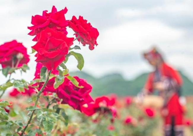 云南丘北：千亩玫瑰花丰收
