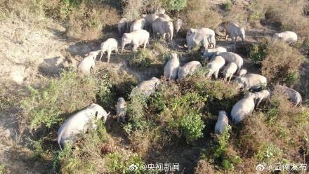 云南监测人员拍到数十头野生亚洲象同框罕见画面
