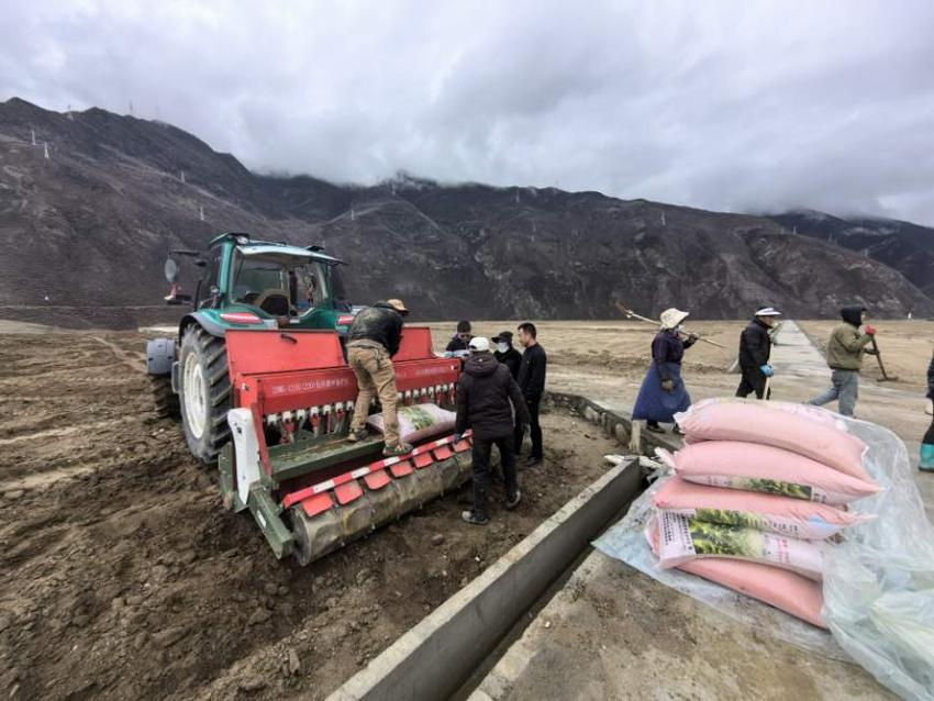 西藏在建最大集中连片式复垦工程提前出苗